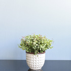 Arranjo Peperômia Artificial No Vaso Branco Cerâmica | Formos